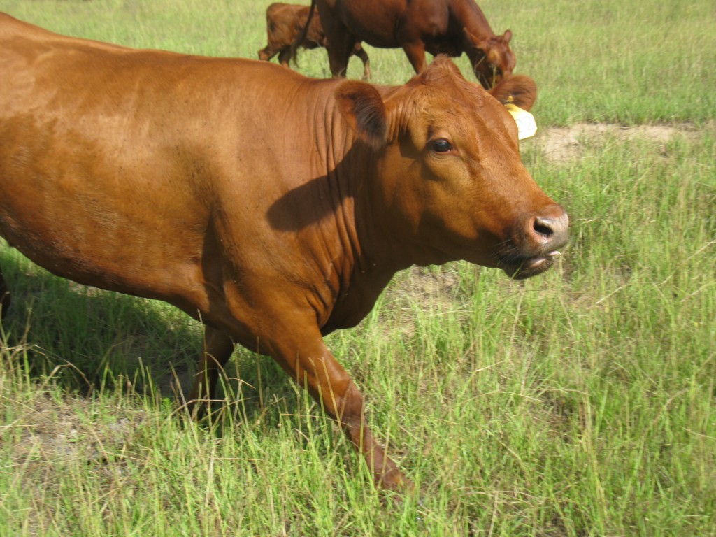 Pure bred South Poll cow