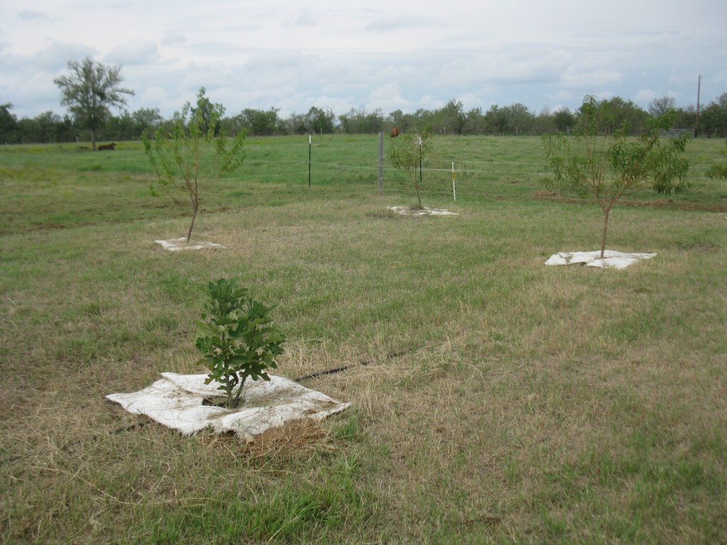Young orchard with 1 and 2 year old trees.  Fig, Apricot, Peach shown here.