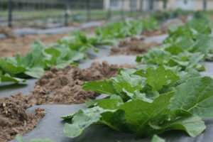 Chinese cabbage - our fastest crop