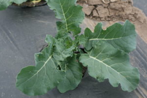 Broccoli - we planted about 500 plants, but unfortunately we are fighting the bugs to keep many of them alive.