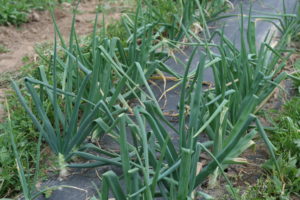 Onions planted last fall - almost ready for harvest