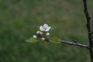 Tiny blossom on one of our pear trees
