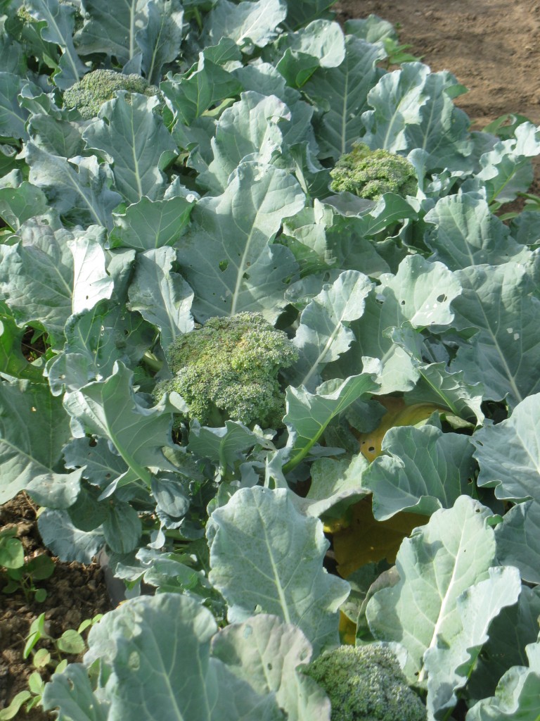 Broccoli ready for market