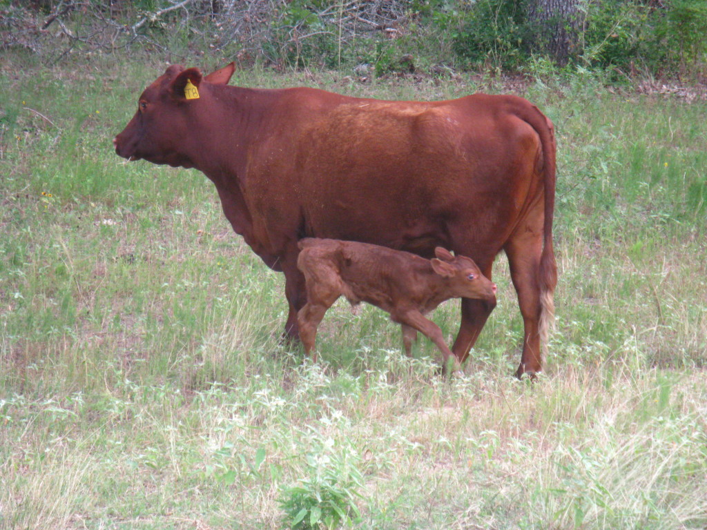 Devon/South Poll cross mother cow and her calf