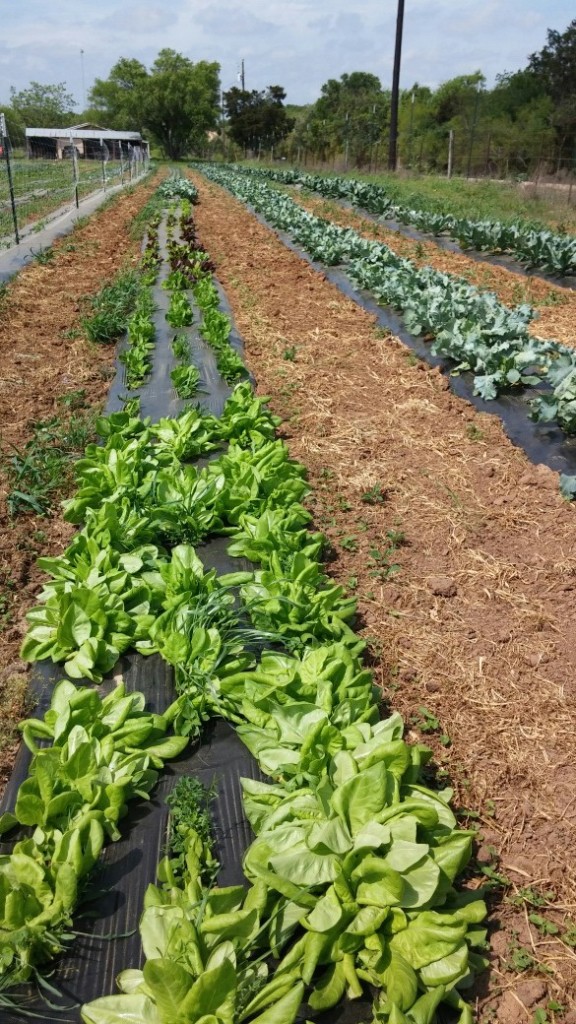 Blessing Falls Main Garden April 5, 2015.  Lettuce (left), Cauliflower (right)
