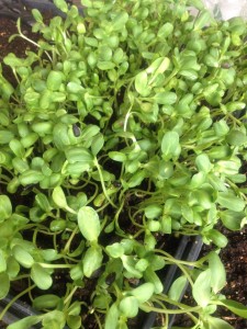 Sunflower Sprouts/Microgreens
