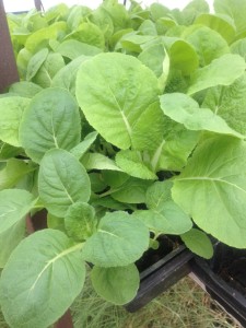Chinese Cabbage in the Blessing Falls greenhouse