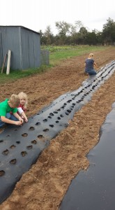 Planting Garlic at Blessing Falls Family Farm