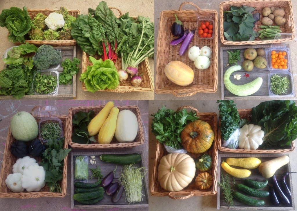 CSA Full shares from 2015, clockwise from upper left - Spring, Summer, Early Fall, Late Fall