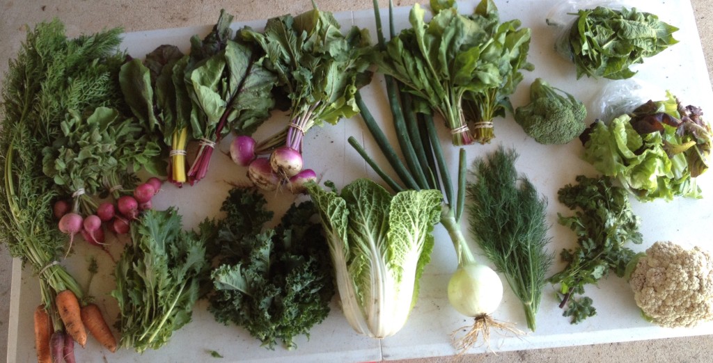 Blessing Falls Spring Week 5 Full Share: Radishes, Swiss chard, turnips, beet greens, broccoli, spinach, lettuce mix, cauliflower, cilantro, dill, onion, Chinese cabbage, kale, mizuna, carrots