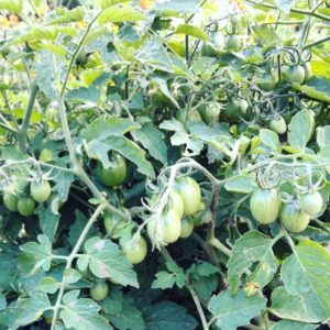 Blessing Falls Farm - Minibel heirloom tomato