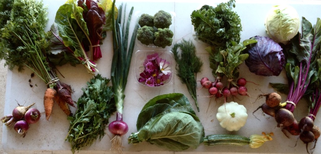 Blessing Falls Spring CSA - Week 6 Full Share.  (clockwise from top left) Carrots, Swiss chard, broccoli, edible flowers (cosmos), dill, kale, radishes, red cabbage, green cabbage, beets, squash, Portuguese kale, onion, mizuna, turnips
