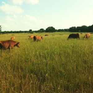 Grazing Fresh Pasture in Early Summer