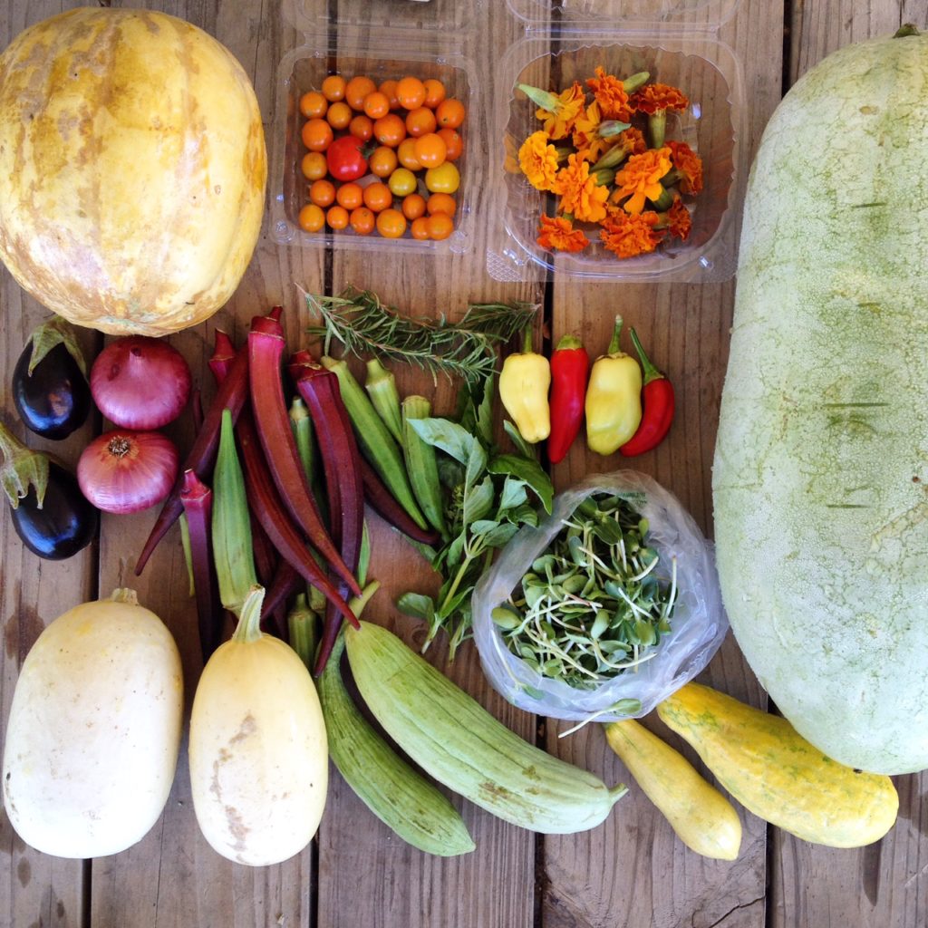 Blessing Falls Summer Week 9 Full Share: Small melon, tomatoes, marigolds, large watermelon, eggplant, onions, okra, Rosemary, basil, peppers, sunflower sprouts, winter squash, cucumbers, squash