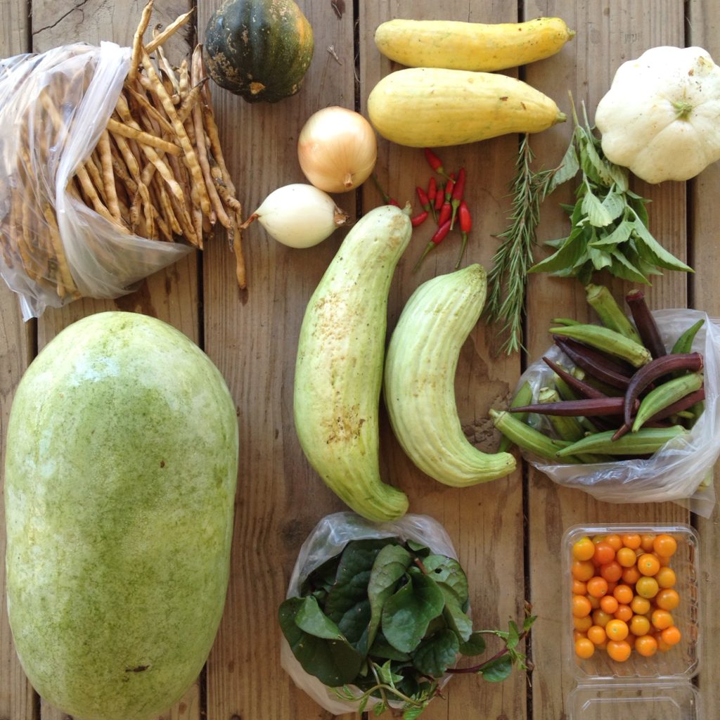 Blessing Falls Fall Week 1 Full Share (clockwise from top left) watermelon, black eyed peas, winter squash (acorn pictured), onions, squash, peppers (Thai chilies pictured), Rosemary, basil, Armenian cucumbers, okra, tomatoes (or eggplant), Malabar spinach