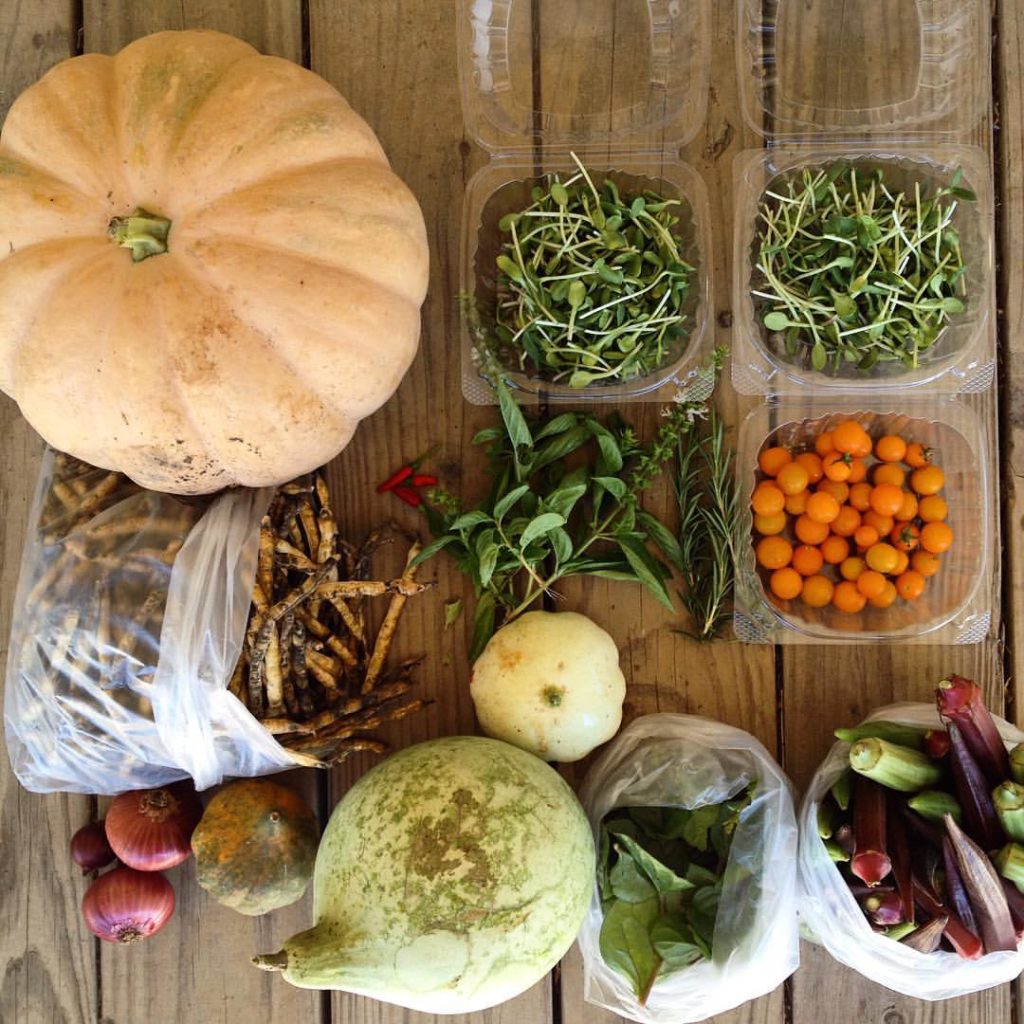 Blessing Falls - Farm Share Fall 2016 Week 3 (clockwise from top left) Pumpkin, sunflower sprouts, tomatoes, okra, Malabar spinach, melon, winter squash, onions, black eyed peas, squash, basil, Thai chilies, Rosemary 