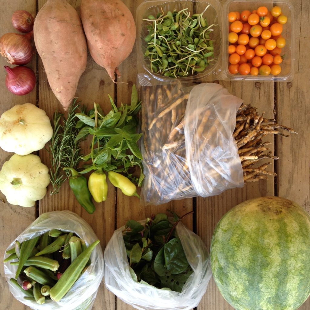 Blessing Falls Farm Share, Fall 2016 Week 4: Onions, sweet potatoes, sunflower sprouts, tomatoes, squash, Rosemary, peppers, basil, black eyed peas, okra, Malabar spinach, melon (or pumpkin)