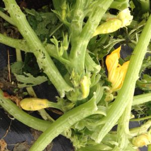 Yellow Squash leaves twisted by high winds