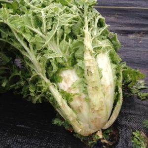 Chinese Cabbage, hail and wind damage