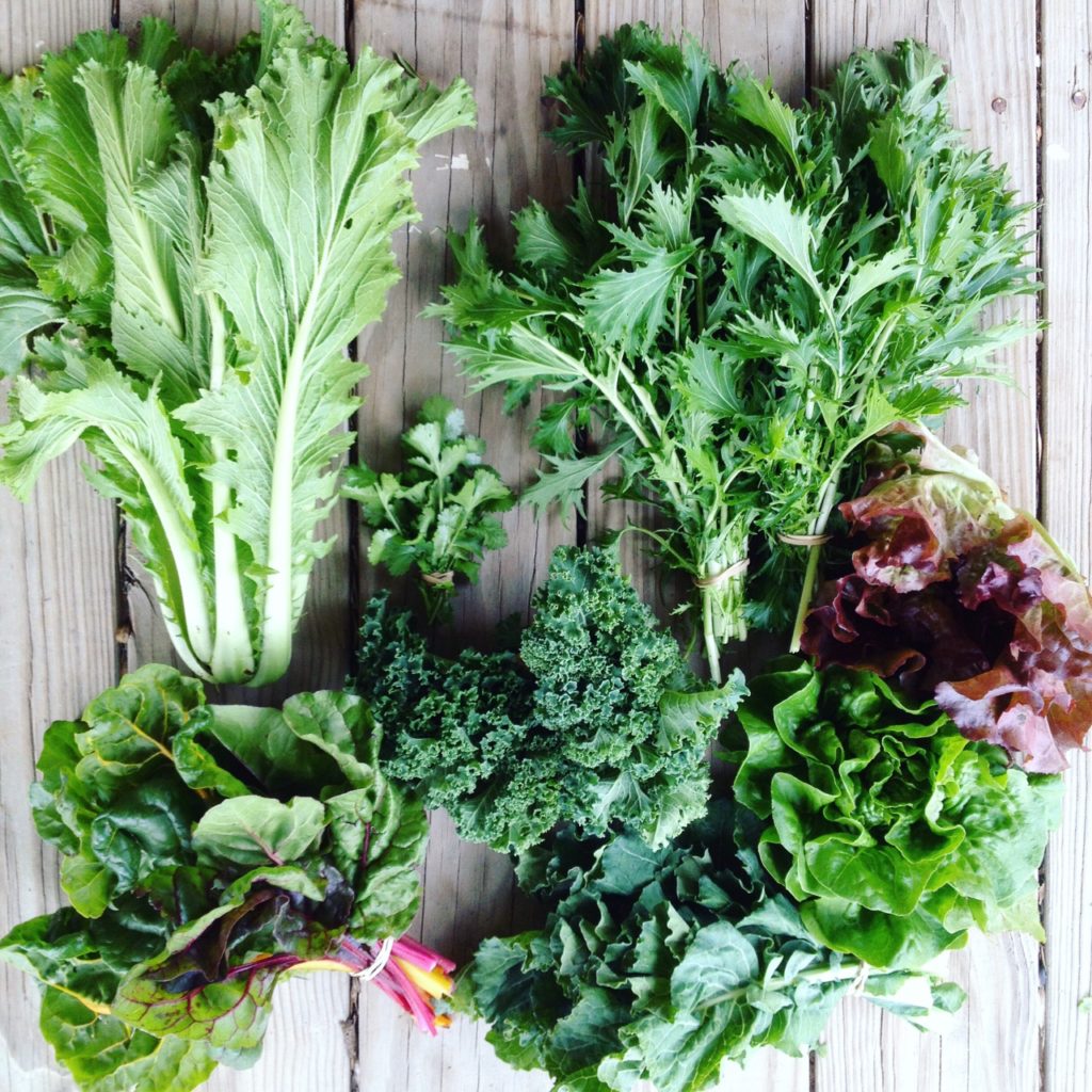 Blessing Falls Week 10 Fall Farm Share: Cabbage, mizuna, lettuce, broccoli greens, kale, Swiss chard, cilantro