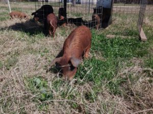 Pigs naturally raised on pasture at Blessing Falls