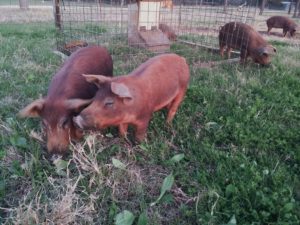 Red Wattle pigs at Blessing Falls Farm