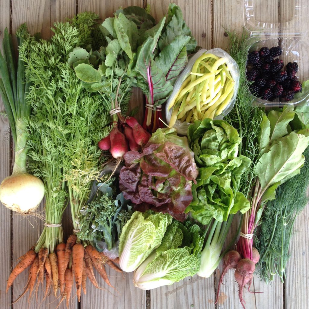 Blessing Falls Week 5 Spring/Summer Full Share: onion, carrots, radishes, chard, beans (or kale), blackberries, lettuce, broccoli, cabbage, fennel, beet greens, dill