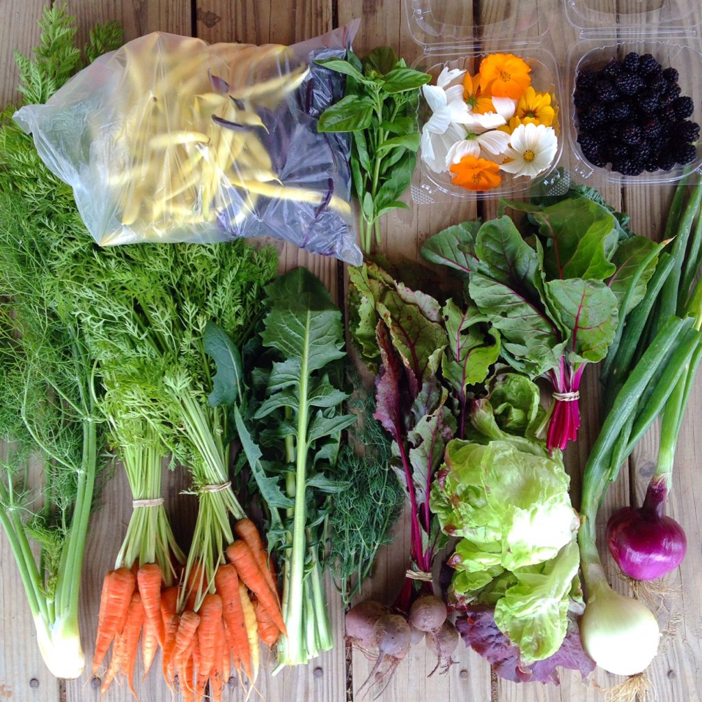 Blessing Falls Week 7 Spring/Summer Full Share: Yellow and purple beans, basil, edible flowers (cosmos), blackberries, chard, red onion, yellow onion, lettuce, beets, dill, dandelion greens (or squash), carrots, fennel
