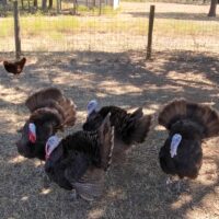 Heritage Breed Pasture Raised Turkey