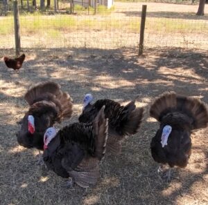 Heritage Breed Pasture Raised Turkey